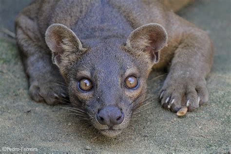 FOSSA: 5 fascinating facts - Africa Geographic