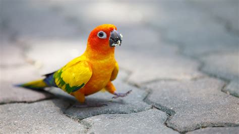 Baby Parrot Widescreen Wallpapers 19750 - Baltana