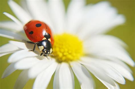 Ladybug On A Daisy, Photography by Klaus Vartzbed | Artmajeur