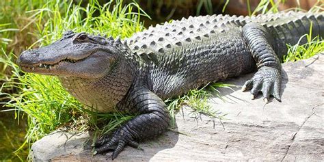 American Alligator at Adelaide Zoo - Meet our mighty alligators