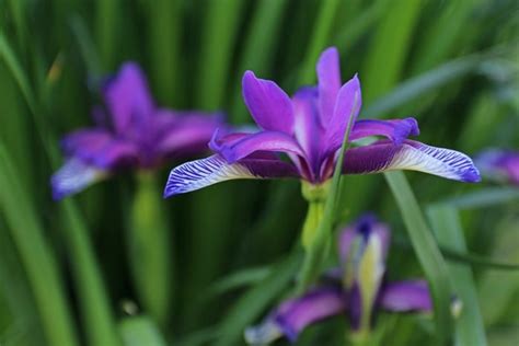 Iris Flower Meaning, Symbolism & Mythology + Planting Irises