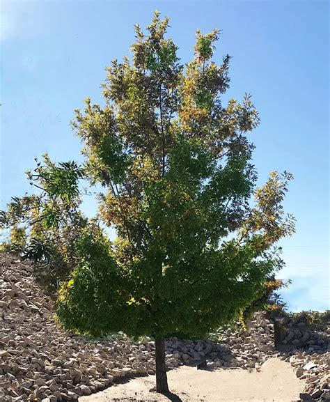 Texas Red Oak Tree Information - Guzman's Greenhouse