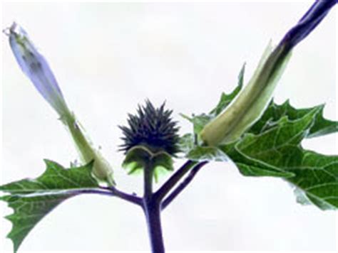 Datura Poisoning, Jimsonweed - Pacific School of Herbal Medicine