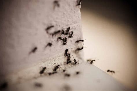 I have small, dark ants in my house. How do I get rid of them? - Pests ...