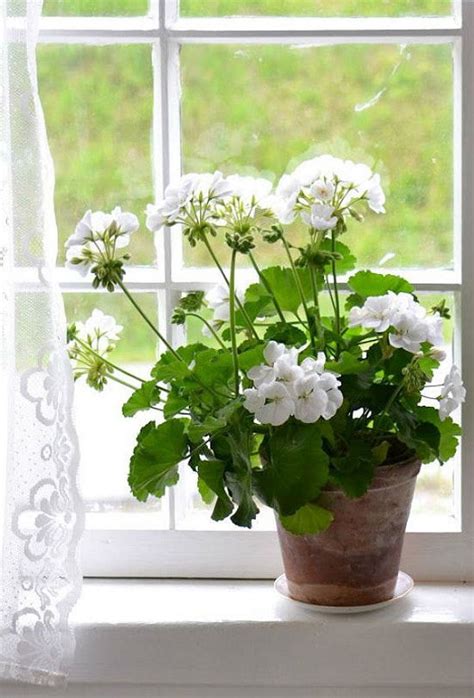 Top 13 species of white flowering plants planted in very beautiful and ...