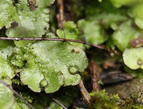 Thalloid liverworts – Floral Finds