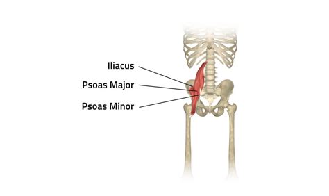 The Popular Iliopsoas Muscle | 3D Muscle Lab