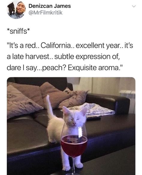 Wine-cat : r/memes