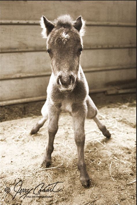 Horse Photography Foal Baby Horse Photography Equestrian Art | Etsy