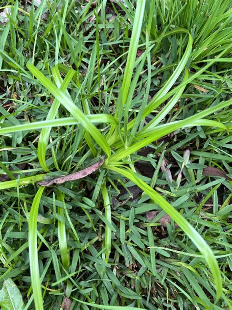 Nutgrass- A Profile And How To Kill Nutgrass - The Lawn Shed