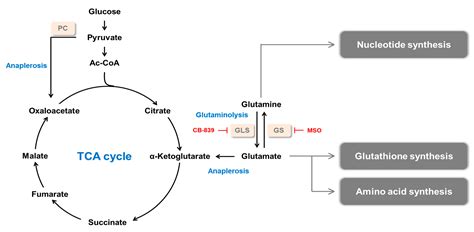 IJMS | Free Full-Text | Glutamine Synthetase as a Therapeutic Target ...