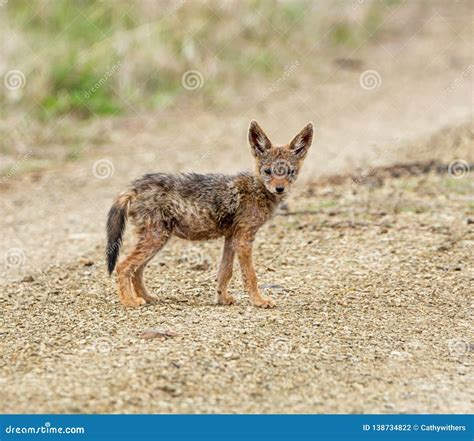 Black-backed Jackal Pup stock photo. Image of nature - 138734822