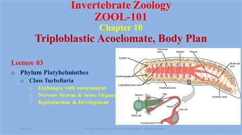 Turbellaria, Excretion, Nervous System & Reproduction - YouTube