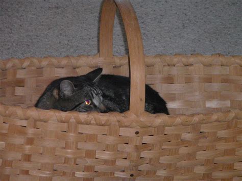 Linda Benson: Cats in Baskets