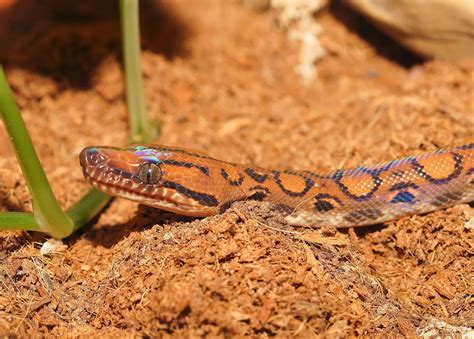 Snake Boa Arcoiris Reptil · Foto gratis en Pixabay