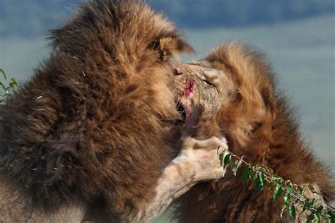 Southpaw fighters: Two lions get into a bloody fight over a lioness