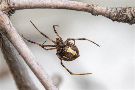 Brown Widow Spider Infestation: What You Need to Know - Drive-Bye Pest ...