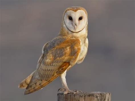 Do Owls Eat Bats? - Sonoma Birding