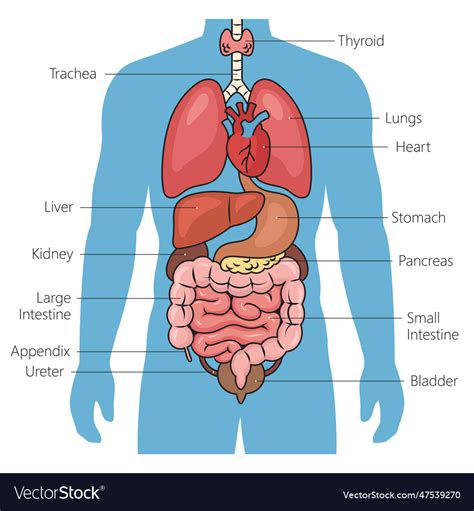 Human internal organs diagram medical science Vector Image