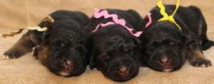 German Shepherd Puppies For Sale - German Shepherd Breeders ...