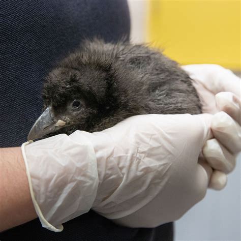 National Aquarium Welcomes Baby Puffin Named Spaghetti