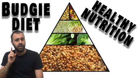 Budgie Healthy Diet and Nutrition The Basics Percentages - YouTube