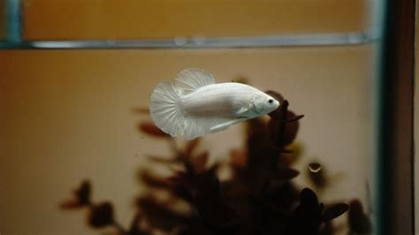 How Much to Feed a Baby Betta Fish - Roberts Histoodespil