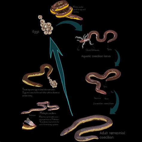 Life Cycle of oviparous caecilians with metamorphosis | Biology art ...