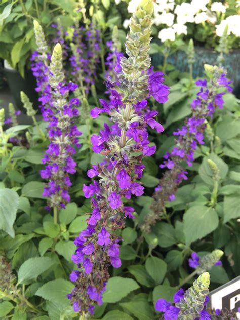 Our plant of the week! Mystic Spires Salvia, regularly 8.99 now 6.99 ...