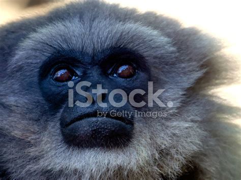 Gibbon Face Stock Photo | Royalty-Free | FreeImages