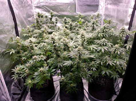 LED Grow Lights: How Does LED Color Spectrum Affect Cannabis Plants ...