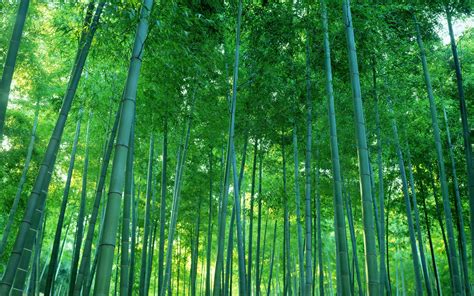 Download HD Bamboo Wallpapers. Dual Screen Wallpaper, Bamboo Wallpaper ...