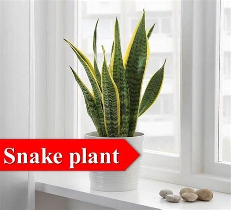 Dazzling 15 Indoor Plants for Oxygen That Boost Your Health