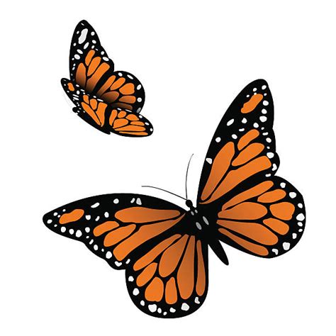 Monarch Butterfly Clip Art, Vector Images & Illustrations - iStock