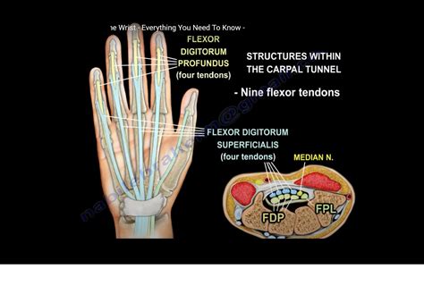 Anatomy of the Volar side of the Wrist — OrthopaedicPrinciples.com