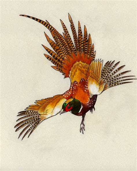 Pheasant Drawing at GetDrawings | Free download