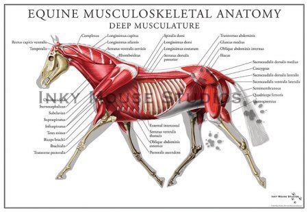 Equine Superficial Muscular System Poster