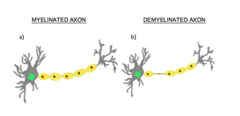 Explain How Impulse Conduction Differs in Myelinated and Unmyelinated Nerv