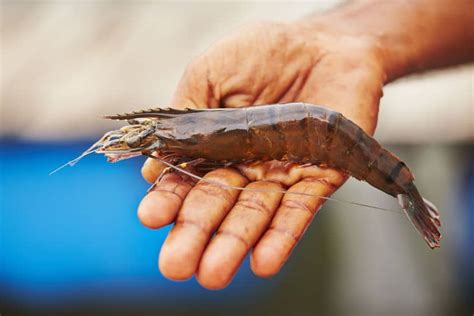 Best Aquaponics Prawns - Farming Aquaponics