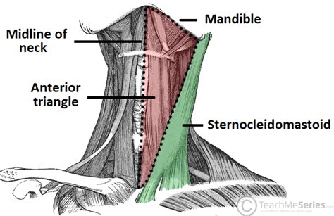 Anterior Triangle of the Neck - Subdivisions - TeachMeAnatomy