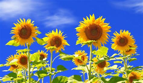 Sunflower Widescreen Wallpaper