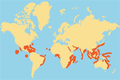 Coral Reefs - Global Environment - Coral Reefs