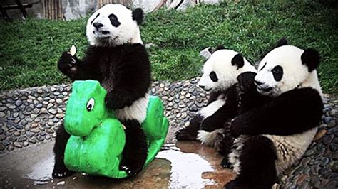 Playing Pandas 🐼 Baby Panda [Funny Pets] - YouTube