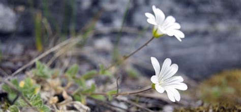 NCC: Land Lines - Arctic flowers