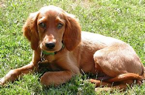 About Dog Irish Setter: Basics of Irish Setter Training