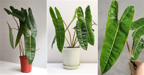 Growing Philodendron billietiae Indoors | Emerald Vine Philodendron ...