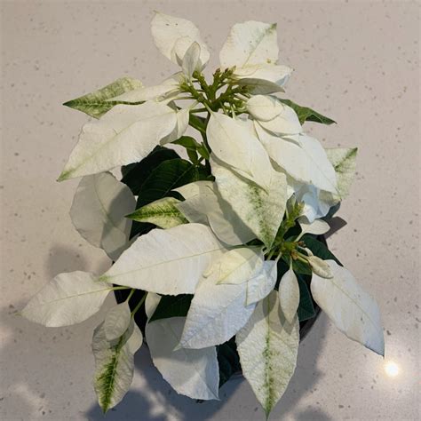 Flower of the Day – White Poinsettia – CLARE'S COSMOS