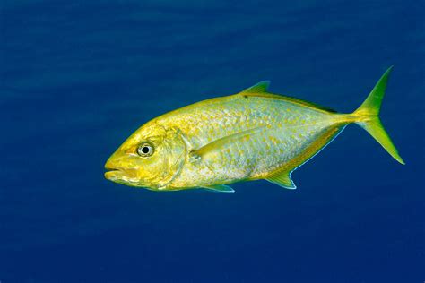 Golden Trevally - Carangoides bajad | アニマル, 魚類