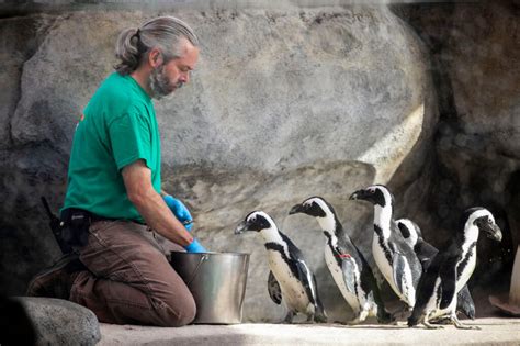 Get up close (and underwater) with the penguins at their new Denver Zoo ...