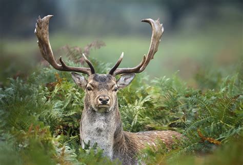 Important changes to the 2021 Tasmania deer hunting season – My Life On ...